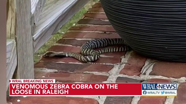 Deadly cobra still on the loose in a Raleigh neighborhood 