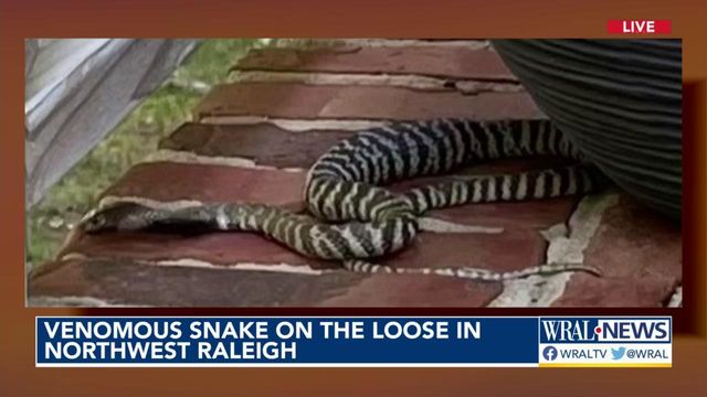 Police search home on street where venomous cobra was spotted 