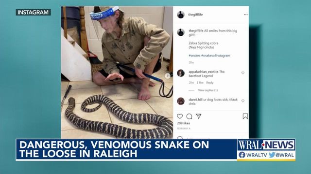 Venomous pet snake, a zebra cobra, on the loose after escaping home in  Raleigh - ABC11 Raleigh-Durham