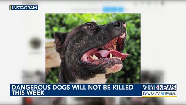 Judge delays euthanasia decision for Garner dogs