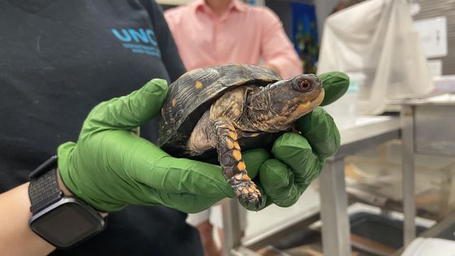 Turtle Rescue Team helping keep North Carolina's turtles thriving 