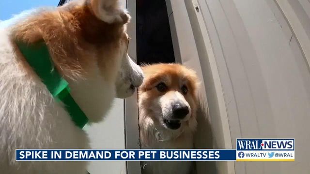 Pet businesses seeing spike in demand 