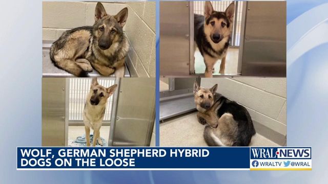 Experts say if spotted, don't approach wolf-German shepherd hybrids 