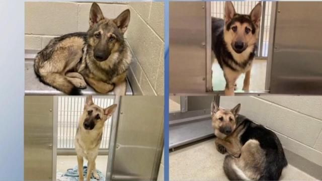 Experts say if spotted, don't approach wolf-German shepherd hybrids