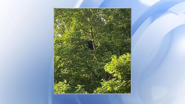Bear found in tree outside UNC Rex in Raleigh