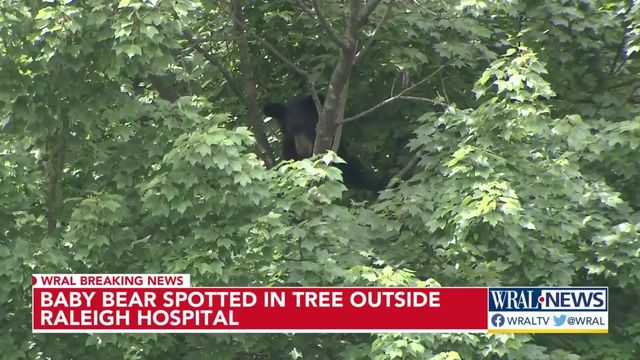 Officials believe cub napping in Raleigh tree was previously hit by car
