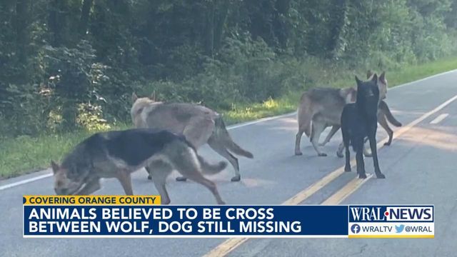 NC experts say not to be concerned about Wolf-German shepherd dogs loose  