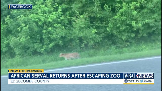 African serval returns after escaping Edgecombe Co. zoo