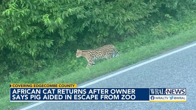 Pig helps African cat escape from Edgecombe County zoo