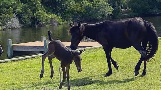 New foal born along NC's Outer Banks