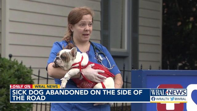 Sick dog abandoned in empty lot now on the road to recovery