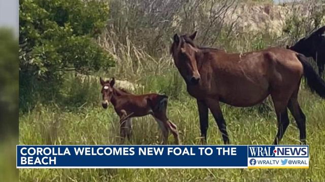 Corolla welcomes new foal to the beach 
