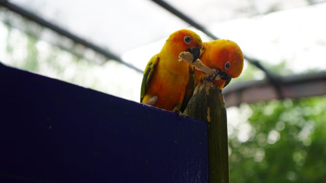 Zoos in North America placing birds indoors to avoid avian flu outbreak