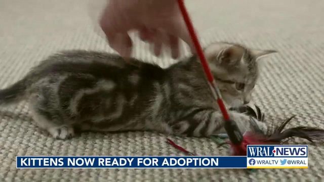 Abandoned kittens now ready to find fur-ever homes 