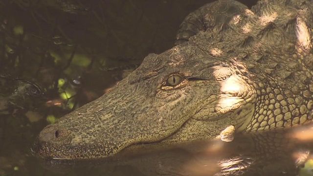 Alligators and adventures at Swamp Park at Ocean Isle 