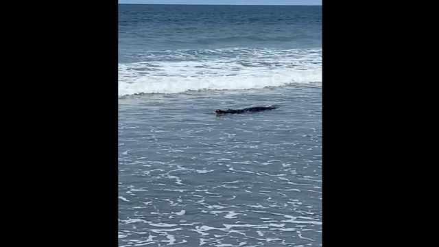 Alligator surfs in waves at Oak Island beach 