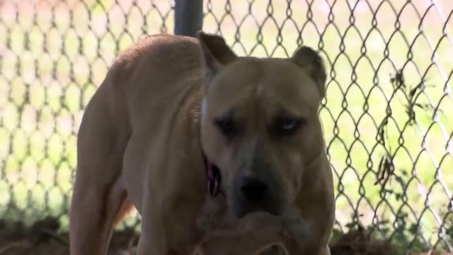 Various breeds on county watch lists for dangerous dogs