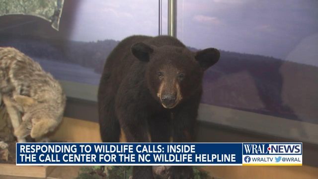 Inside the call center for NC Wildlife