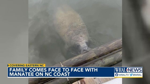 NC family comes face-to-face with manatee 