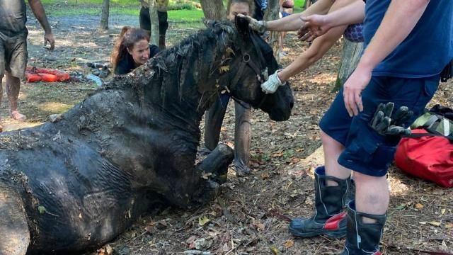 Horse rescued from muddy pond by vet, Apex Fire Department.