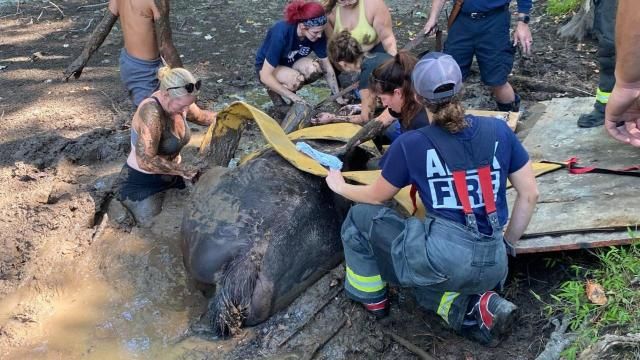 Apex firefighters rescue horse from muddy pond 