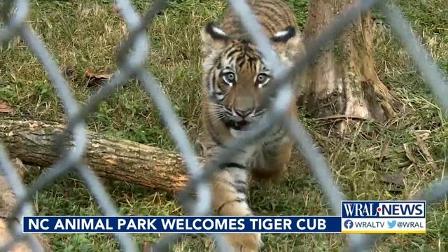 NC animal park welcomes 4-month-old tiger club