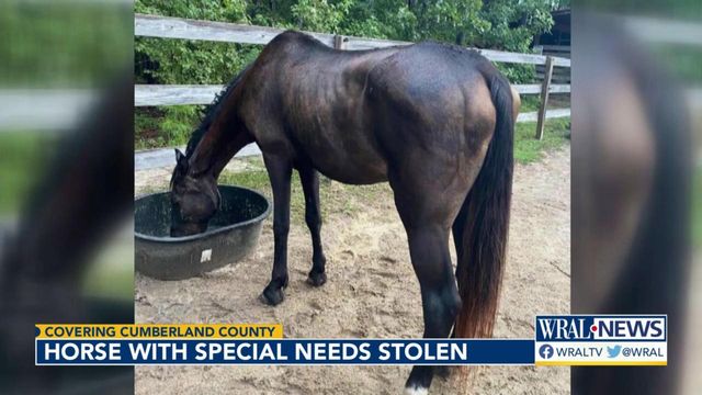 Horse with special needs stolen from Cumberland County