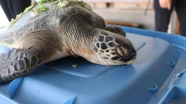 UNC students give turtle an autopsy, investigating cause of death