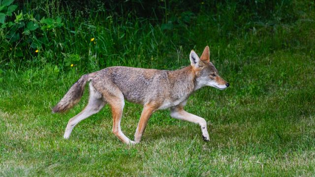 Coyotes howling and prowling around the Triangle this Halloween 