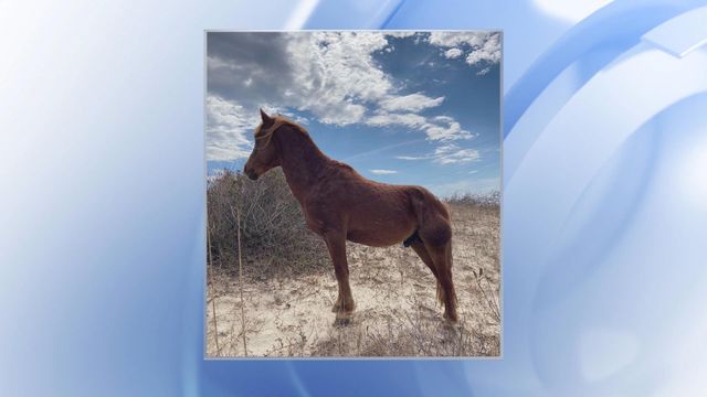Wild horse dies from drinking contaminated water in Corolla 