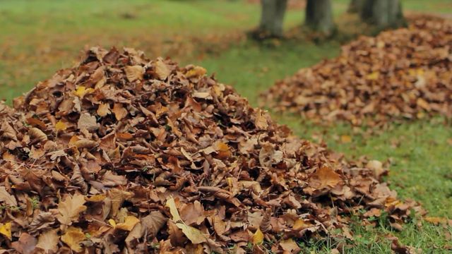 Leaf collection beginning soon in Wake 
