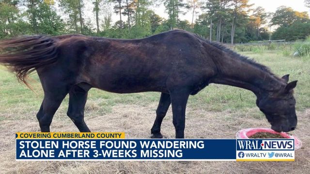 Stolen horse found wandering alone after missing for weeks