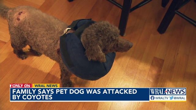 Elderly dog recovering after being attacked by coyotes in Raleigh neighborhood 