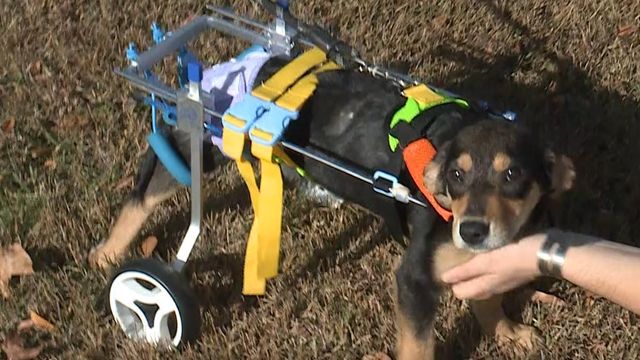 Watch: Puppy recovers after being shot twice in Sanford
