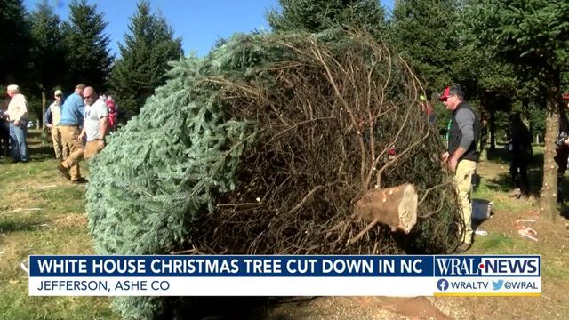 White House Christmas tree cut down in North Carolina 