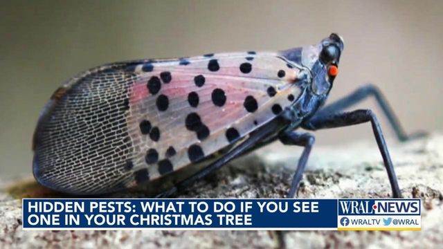 Hidden pests: What to do if you see one in your Christmas tree