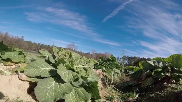 Durham man continues father's legacy through memorial collard patch 