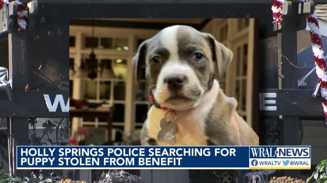 Be on the lookout: Puppy stolen from fundraiser for Pawfect Match 