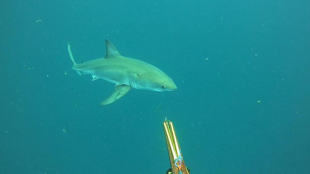 Spearfisherman captures close encounter with Great White off OBX