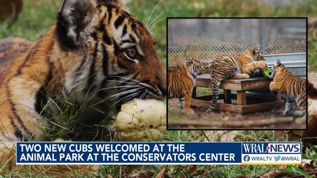 Two new cubs welcomed at the Conservators Center in Caswell County