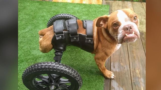 NC woman uses 3D printer to help special needs dogs