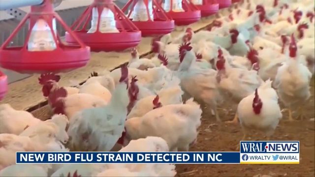 New bird flu strain detected in NC