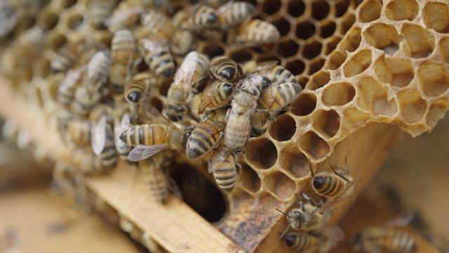 Virus threatening honeybee population around the world 