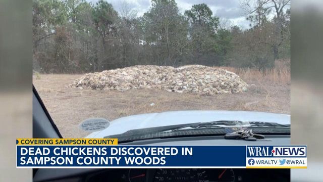 Who dumped hundreds of dead chickens in the woods of Sampson County?