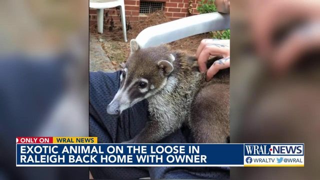 White-nosed coati the latest animal to get loose in Raleigh 