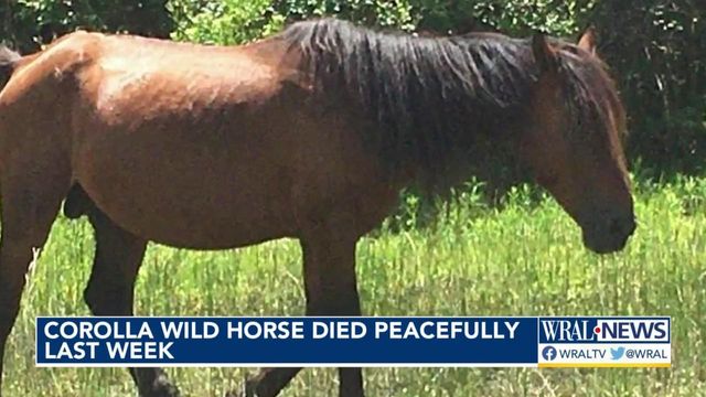 Corolla wild horse euthanized peacefully 