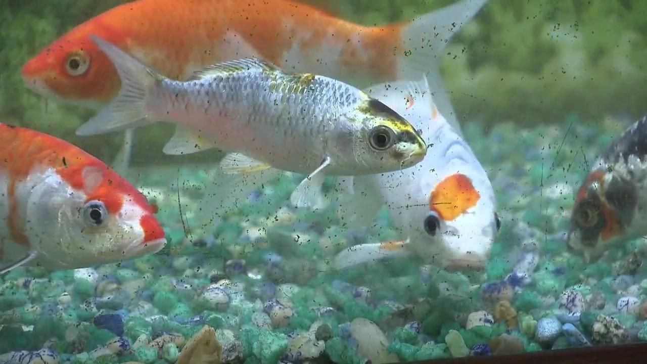 gold fish, Aquarium Addicts Anonymous