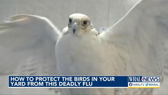 How to protect the birds in your yard from this deadly flu 