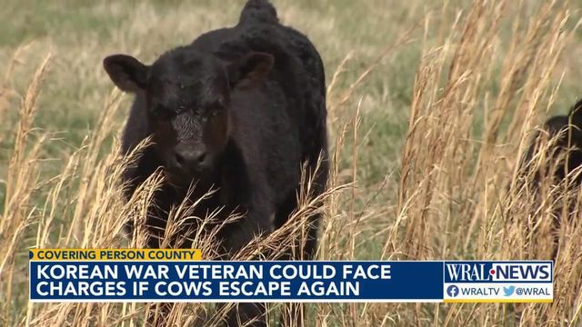 Person County veteran could face charges if his cows escape again 