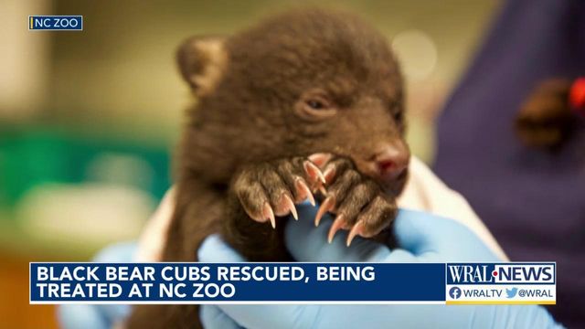 Black bear cubs rescued, receiving treatment at North Carolina Zoo